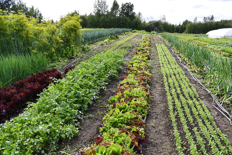 agriculture-in-alaska-usda-climate-hubs